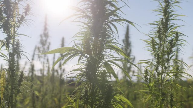 Green cannabis plants, stems with flowers and leaves, cultivated on the plantation, close up shot.