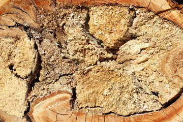 fresh sawn wood with streaks and cracks close-up view from above