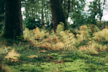 Ackerschachtelhalm im Wald - AS