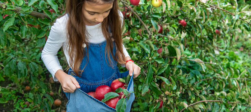 A child harvests apples in the garden. Selective focus.