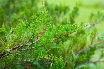 green branch of juniper thuja coniferous