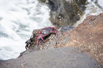 Red crab from the island of Lanzarote