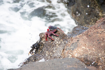 Red crab from the island of Lanzarote
