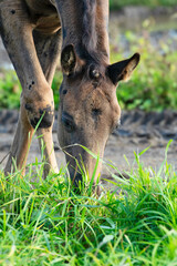portrait of beautiful black foal grazing freely. close up.  