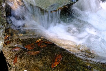 漂着した落ち葉