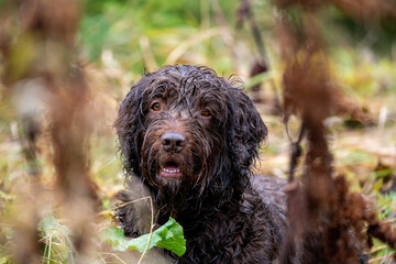 a hunting dog, a pudelpointer, with wet fur is lying down in the grass at a rainy autumn day on the mountains