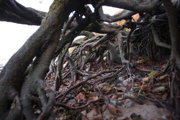 Old trees covered with roots, close-up. inside the huge wooden roots, like in a fairy-tale corridor...