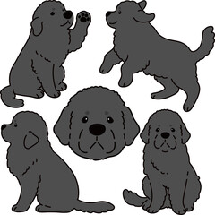 Simple and adorable Newfoundland dog illustrations