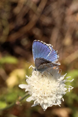 butterfly on a flower