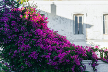 Fototapeta na wymiar Bougainvillea flowers in streets of Andros island, Cyclades, Greece