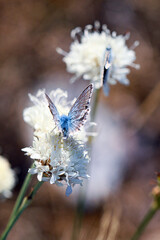 butterfly on a flower