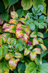 Obraz premium autumnal green and colorful leaves wet from the rain