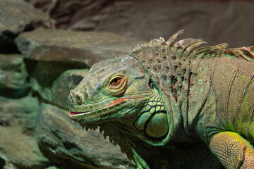 iguana on the background of stones