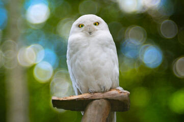 white snowy owl perched in the wild
