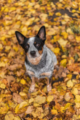 Naklejka na ściany i meble Young blue heeler dog playing with leaves in autumn. Happy healthy dog.