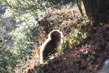 光のおサルさん