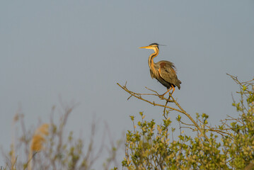 Purple heron Ardea purpurea perched on treetop