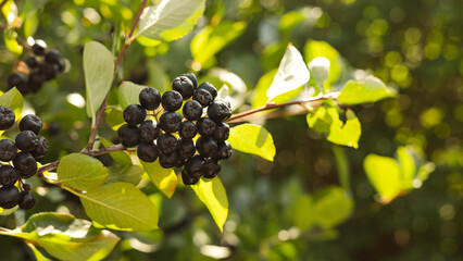 Chokeberry fruit (Aronia melanocarpa, Black Chokeberry), late afternoon in a garden