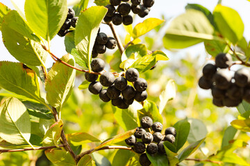 Chokeberry bush (Aronia melanocarpa, Black Chokeberry) in afternoon sunlight