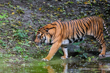 Fototapeta na wymiar Adult tiger in profile at water