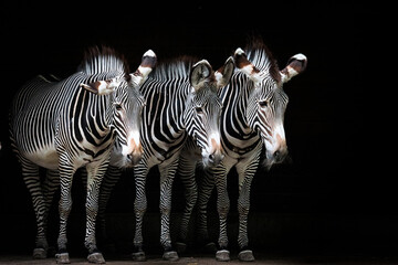 three zebras stand side by side in the dark and look into the camera