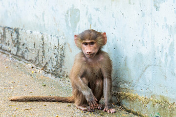 Portrait of an jung mantled baboon baby