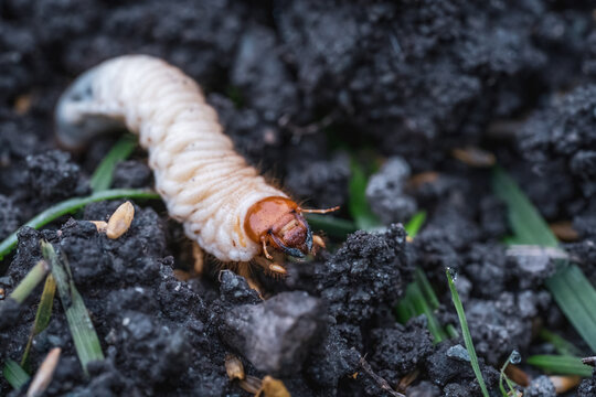 larvae of may beetles in the earth from the lawn