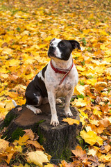 A dog on a walk in the autumn park. Fallen yellow foliage