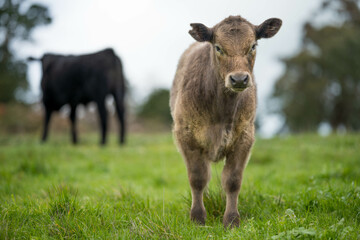 Stud Angus, wagyu, speckle park, Murray grey, Dairy and beef Cows and Bulls grazing on grass and pasture in a field. The animals are organic and free range, being grown on an agricultural farm