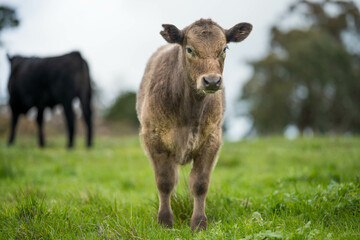 cows grazing at sunset in a field at sunset on a farm in australia