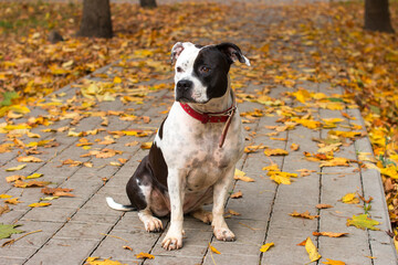 A dog on a walk in the autumn park. Fallen yellow foliage
