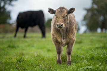 Naklejka na ściany i meble Beautiful healthy sustainable cows grazing in a field 