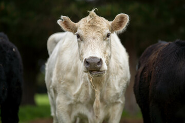 Obraz na płótnie Canvas cow on the farm in America 