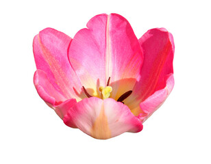 Fototapeta na wymiar Pink Tulip Flower Head isolated on a transparent background. Close-up of one pink-red tulip bud with delicate petals with selective focus, cut and placed on a transparent background