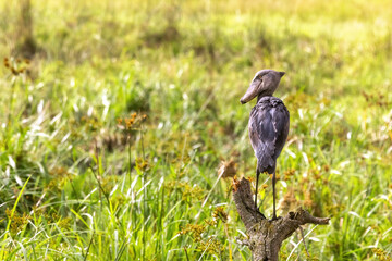 Shoebill stork, balaeniceps rex, perched on a dead tree trunk above the swamp land of Queen Elizabeth National Park, Uganda. This critically endangered bird grws to 1.5 metres in height