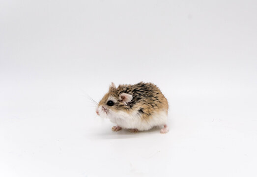 Hamster roborowski on white background. Copy space