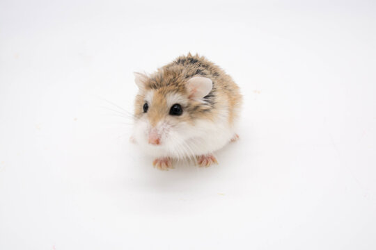 Hamster roborowski on white background. Copy space