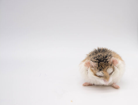 Hamster roborowski on white background. Copy space