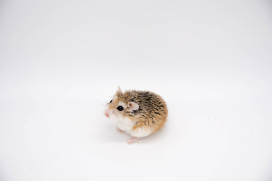 Hamster roborowski on white background. Copy space