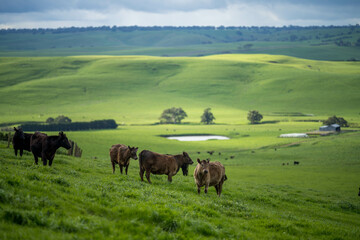 Fototapeta na wymiar Beautiful healthy sustainable cows grazing in a field 