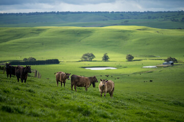 Fototapeta na wymiar organic, regenerative, sustainable agriculture farm producing stud wagyu beef cows.