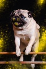 The dog jumps in colors on a black background - 535225201