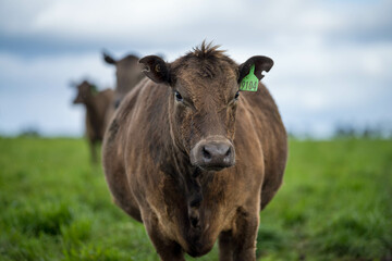 Naklejka na ściany i meble cows in the field in America 