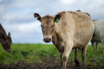 Beautiful healthy sustainable cows grazing in a field 