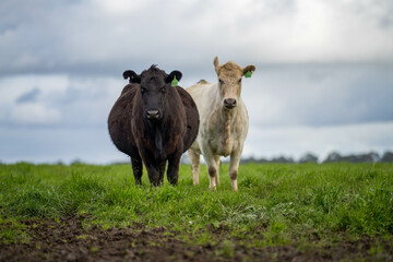 cows grazing at sunset in a field at sunset on a farm in australia