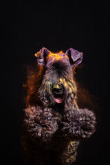 The dog jumps in colors on a black background - 535225497
