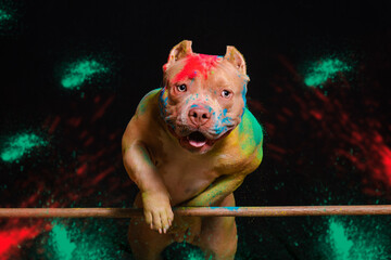 The dog jumps in colors on a black background - 535225653