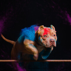 The dog jumps in colors on a black background - 535225690