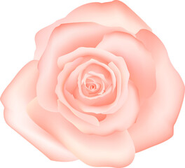 Fototapeta na wymiar botanic garden pink rose flower