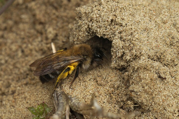 Closeup on an endangered female nycthemeral miner solitary bee, Andrena nycthemera crawling entering her nest